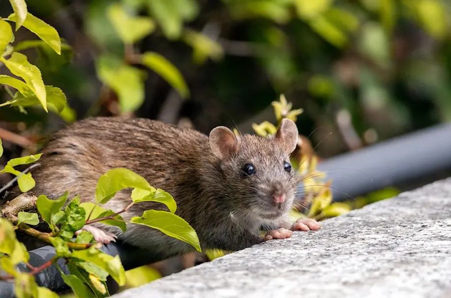 Rat control at terraced housing in Manchester